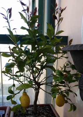 limone.jpg (303.02 KiB) Osservato 30112 volte limone.jpg