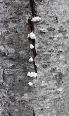 20160328_175440.jpg (337.98 KiB) Osservato 800 volte 20160328_175440.jpg