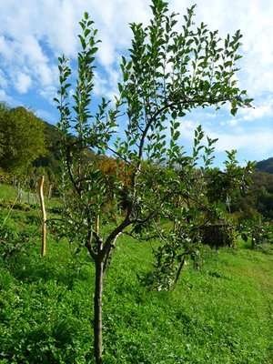 P1060208.JPG (225.98 KiB) Osservato 715 volte P1060208.JPG