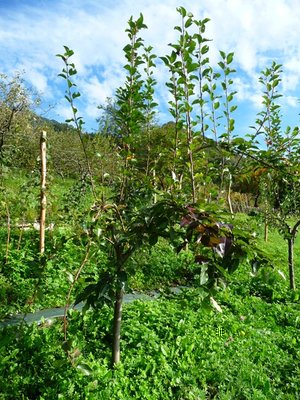 P1060209.JPG (204.89 KiB) Osservato 715 volte P1060209.JPG