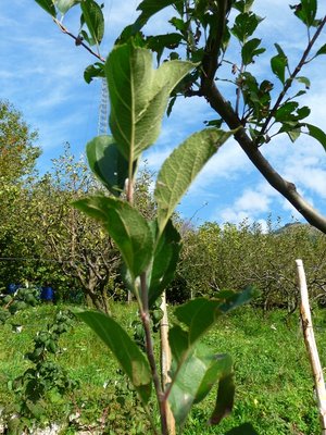 P1060206.JPG (330.54 KiB) Osservato 715 volte P1060206.JPG