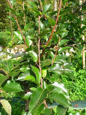 P1060207.JPG (235.2 KiB) Osservato 715 volte P1060207.JPG