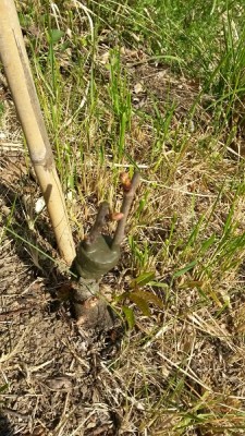innesto ciliegio piccolo / 20160420_164907.jpg 20160420_164907.jpg