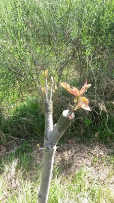 innesto ciliegio ad oggi / 20160420_164859.jpg 20160420_164859.jpg