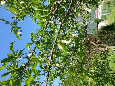 20160507_093530.jpg (216.13 KiB) Osservato 807 volte 20160507_093530.jpg