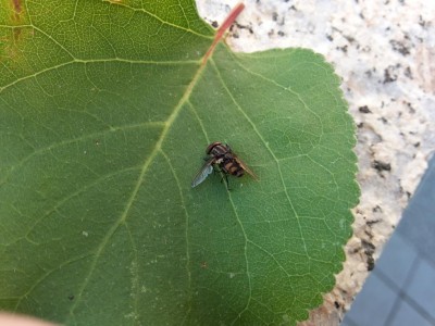 20160531_072747.jpg (104.28 KiB) Osservato 1084 volte 20160531_072747.jpg