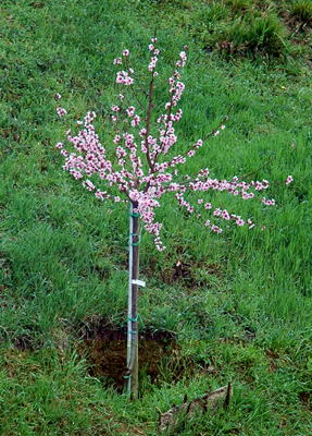 pesco2DSC_6345.jpg pesco2DSC_6345.jpg