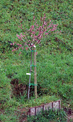 pescoDSC_6346.jpg pescoDSC_6346.jpg