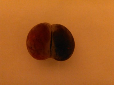 Prugnetta biforcuta.jpg (50.51 KiB) Osservato 5646 volte Prugnetta biforcuta.jpg