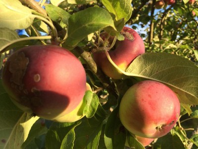 Pianta 1 - frutto / Pianta 1 IMG_4748.JPG Pianta 1 IMG_4748.JPG