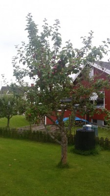 Pianta 2 / Pianta 2 20160820_163612.jpg Pianta 2 20160820_163612.jpg