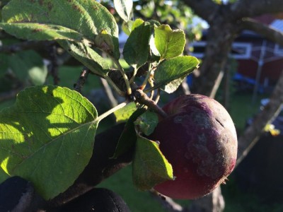 Pianta 2 - frutto / Pianta 2 IMG_4750.JPG Pianta 2 IMG_4750.JPG