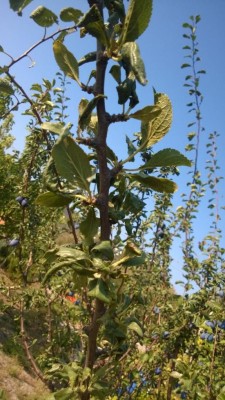 WP_20160910_002.jpg (108.87 KiB) Osservato 2014 volte WP_20160910_002.jpg