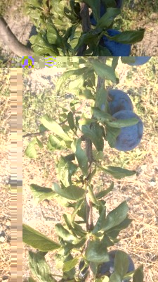 WP_20160910_003.jpg (119.15 KiB) Osservato 2014 volte WP_20160910_003.jpg