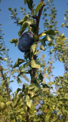 WP_20160910_004.jpg (83.7 KiB) Osservato 2014 volte WP_20160910_004.jpg