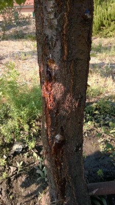 WP_20160910_005.jpg (125.26 KiB) Osservato 1097 volte WP_20160910_005.jpg