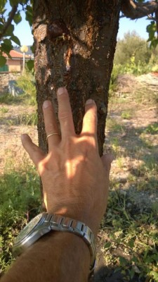 WP_20160910_008.jpg (89.22 KiB) Osservato 1097 volte WP_20160910_008.jpg