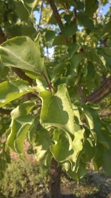 WP_20160910_009.jpg (77.87 KiB) Osservato 1097 volte WP_20160910_009.jpg