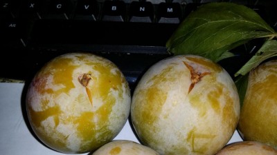 03.jpg (60.81 KiB) Osservato 809 volte 03.jpg