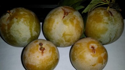 02 (1).jpg (56.38 KiB) Osservato 809 volte 02 (1).jpg