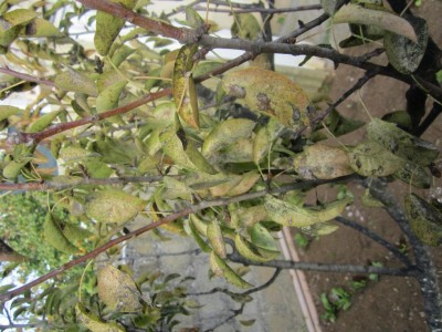 IMG_2750.JPG (122.54 KiB) Osservato 1070 volte IMG_2750.JPG