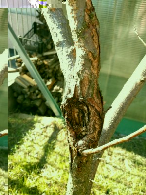 cfaf33dd-1e0d-4ce9-aa9a-e0c03f5be1f2.jpg (118.16 KiB) Osservato 1247 volte cfaf33dd-1e0d-4ce9-aa9a-e0c03f5be1f2.jpg