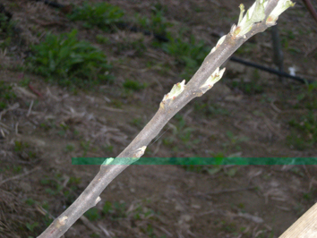 melo 1.jpg melo 1.jpg