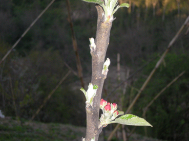 melo 2.jpg melo 2.jpg