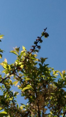 P_20170329_114012.jpg (67.38 KiB) Osservato 464 volte P_20170329_114012.jpg