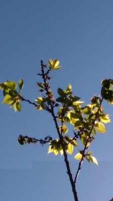 P_20170329_114027.jpg (42.16 KiB) Osservato 464 volte P_20170329_114027.jpg