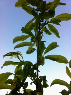 IMG_0198.JPG (67.83 KiB) Osservato 616 volte IMG_0198.JPG