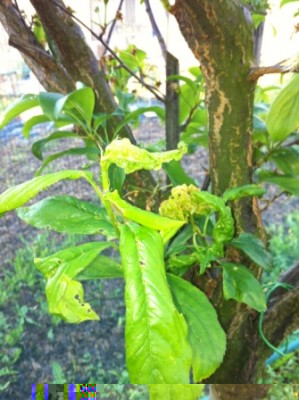 IMG_0199.JPG (87.85 KiB) Osservato 616 volte IMG_0199.JPG