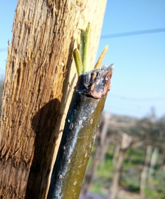 IMG_20170315_142451_HDR_1491416704611.jpg (172.8 KiB) Osservato 803 volte IMG_20170315_142451_HDR_1491416704611.jpg