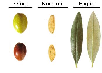 santa-caterina.jpg santa-caterina.jpg