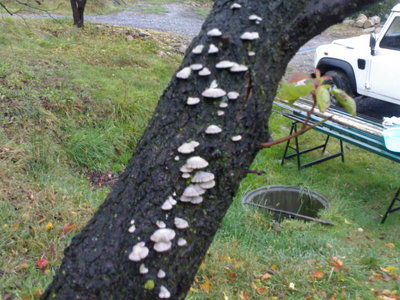 albi.jpg (140.58 KiB) Osservato 670 volte albi.jpg