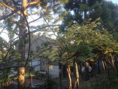 IMG_5197.JPG (139.44 KiB) Osservato 848 volte IMG_5197.JPG