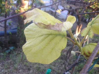 IMG_5203.JPG (82.95 KiB) Osservato 848 volte IMG_5203.JPG