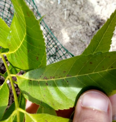 IMG_20170426_155539_HDR_1493218404138.jpg (166.1 KiB) Osservato 820 volte IMG_20170426_155539_HDR_1493218404138.jpg