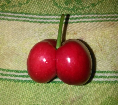 Ciliegia biforcuta.JPG (125.57 KiB) Osservato 5240 volte Ciliegia biforcuta.JPG