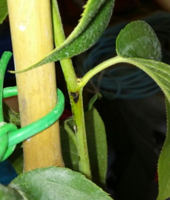 IMG_20170509_113908_1494326245425.jpg (68.06 KiB) Osservato 1000 volte IMG_20170509_113908_1494326245425.jpg