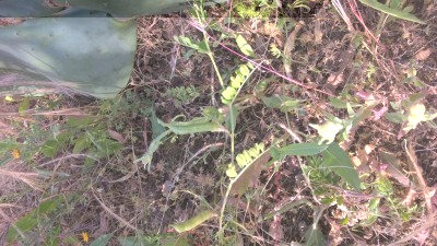 Pisello selvatico 1.jpg (154.26 KiB) Osservato 3630 volte Pisello selvatico 1.jpg