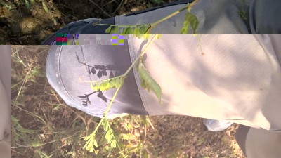 Pisello selvatico 2.jpg (106.54 KiB) Osservato 3630 volte Pisello selvatico 2.jpg