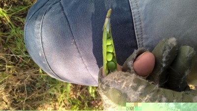 Pisello selvatico 3.jpg (111.5 KiB) Osservato 3630 volte Pisello selvatico 3.jpg