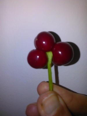 IMG_20170525_075827.jpg (35.6 KiB) Osservato 4863 volte IMG_20170525_075827.jpg