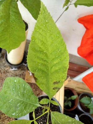 IMG_20170615_170204_HDR.jpg (86.4 KiB) Osservato 831 volte IMG_20170615_170204_HDR.jpg