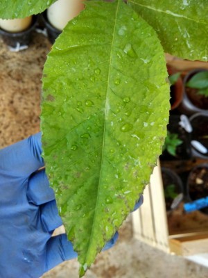 IMG_20170615_170213_HDR.jpg (83.84 KiB) Osservato 831 volte IMG_20170615_170213_HDR.jpg