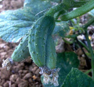 cetriolino doppio.jpg (224.71 KiB) Osservato 1321 volte cetriolino doppio.jpg