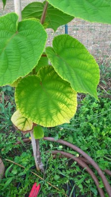 WP_20170722_18_04_45_Pro.jpg (118.72 KiB) Osservato 1812 volte WP_20170722_18_04_45_Pro.jpg