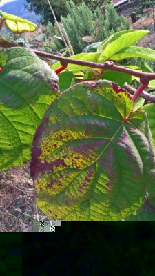 WP_20170722_18_08_08_Pro.jpg (133.1 KiB) Osservato 1812 volte WP_20170722_18_08_08_Pro.jpg