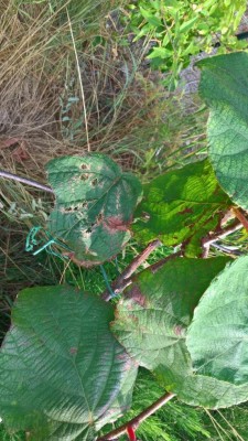 WP_20170722_18_08_34_Pro.jpg (131.66 KiB) Osservato 1812 volte WP_20170722_18_08_34_Pro.jpg